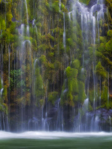 Weeping Moss