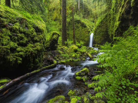 Wild Gorge