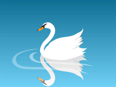 Swan 5