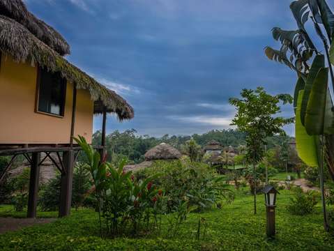Ecuador rain forest