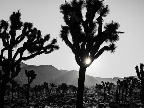 B w sunrise