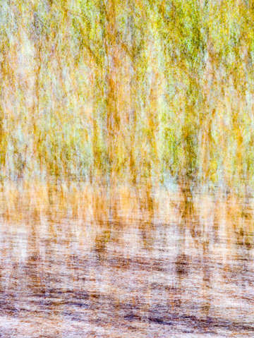 Another forest