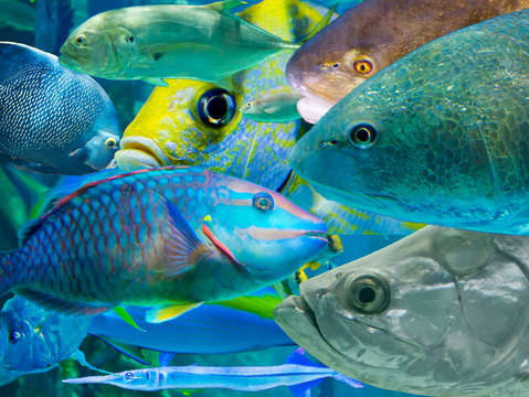 Fishy Traffic 1