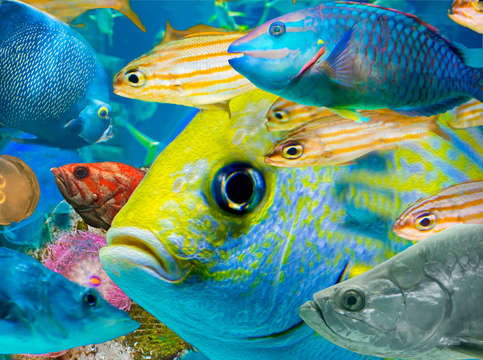 Fishy traffic 2