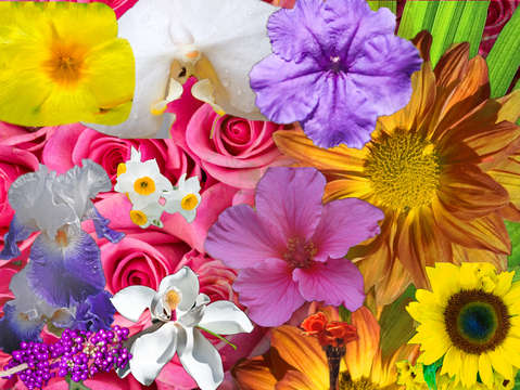 Floral collage 1