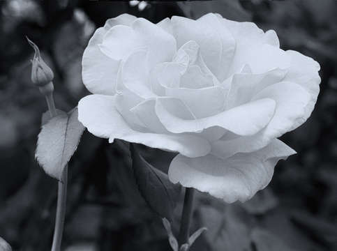 White rose