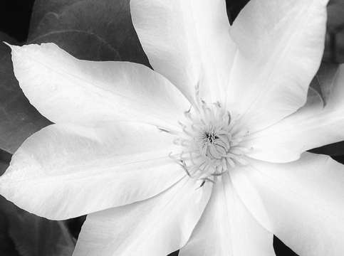 White clematis 1