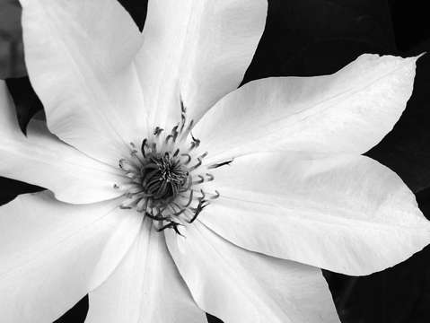 White clematis 2