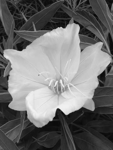 White flower 4