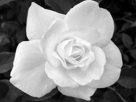 White rose 2