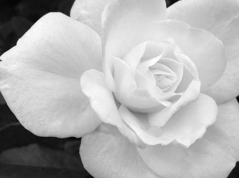 White rose 3