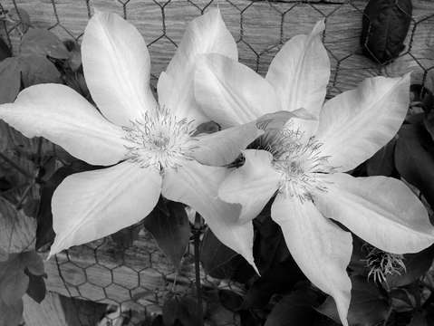 Pair of white clematis