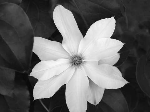 Single clematis