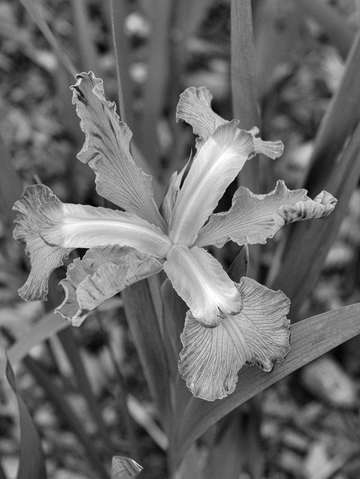 Iris 10