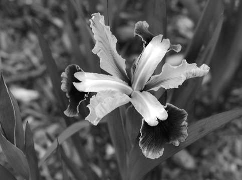 Iris in black white