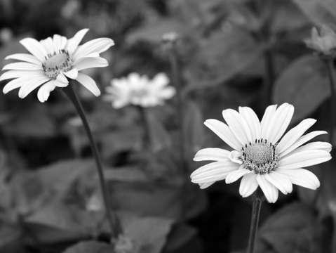 Wildflower in white