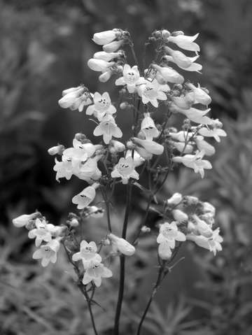 White wildflower