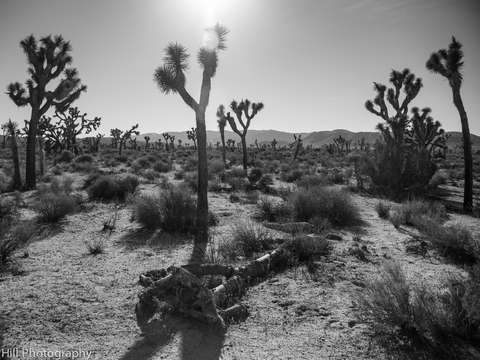 Silhouettes of joshua tree