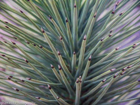 Macro desert spikes