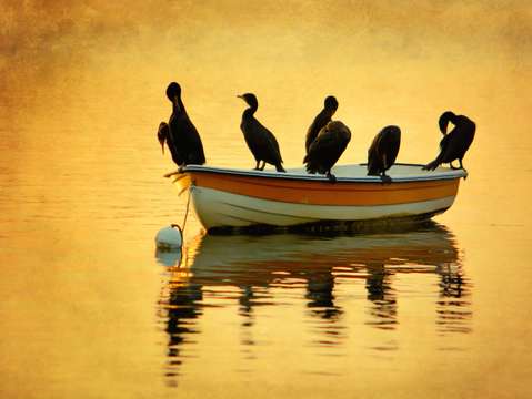 Cormorant floating
