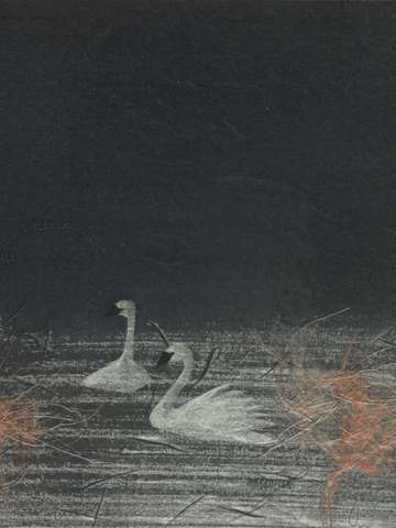 Swan love