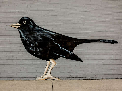 Black bird on a wall
