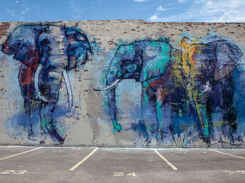 Elephants In Dallas