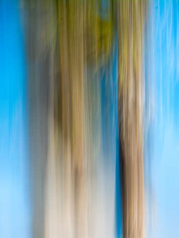 Moving trees 13 center