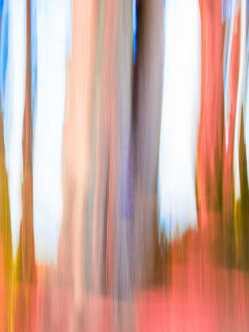 Moving trees 03 portrait format