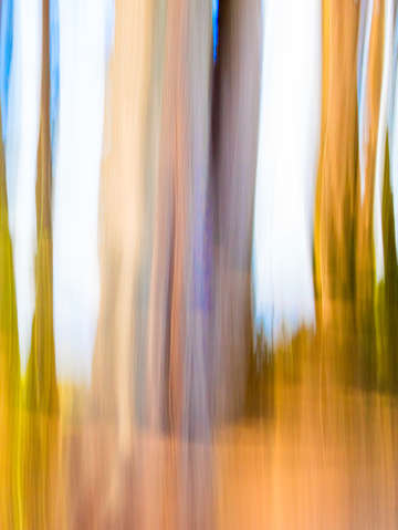 Moving trees 05 portrait format