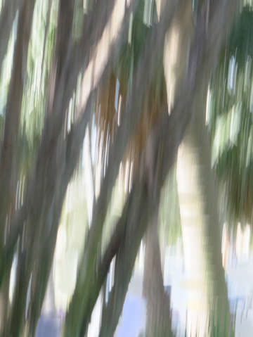Moving trees 08 portrait format