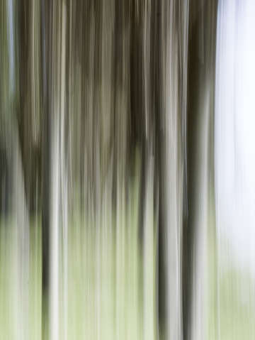 Moving trees 11 portrait format