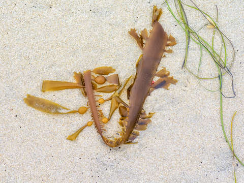 Beach still life