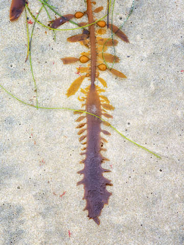 Beach still life 2