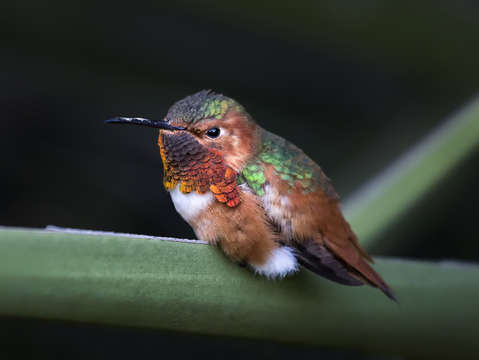 Hummingbird on palm leaf