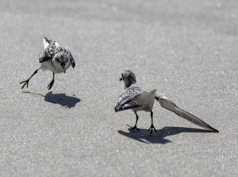Bird dance