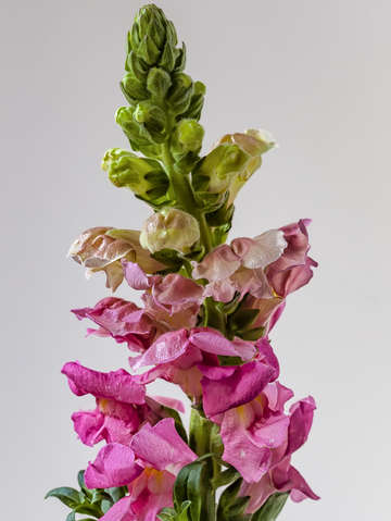 Snapdragon 1
