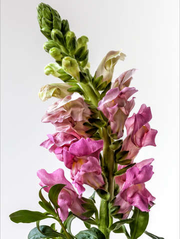 Snapdragon 2