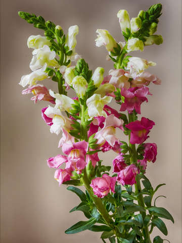 Snapdragon 3