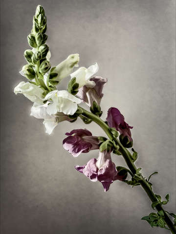 Snapdragon 4