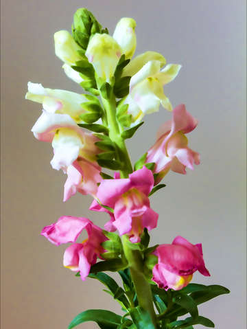 Snapdragon 5