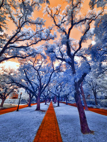 North Boulevard in Infrared