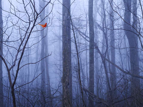 Red cardinal in a blue forest