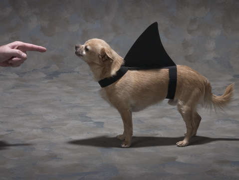 Shark dog