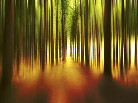 Tree farm abstract