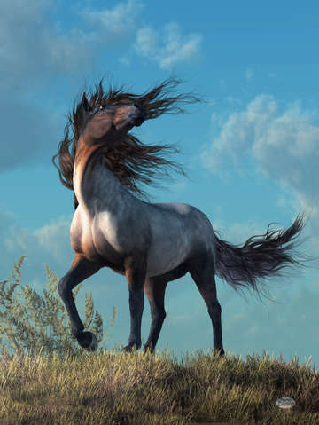 Wild roan