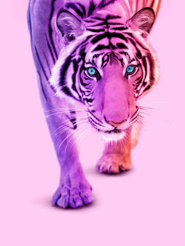 Color tiger