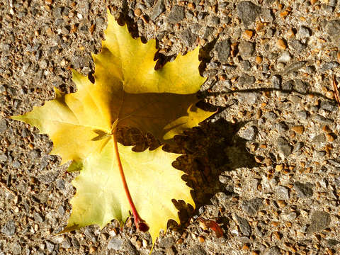 Fallen Leaf