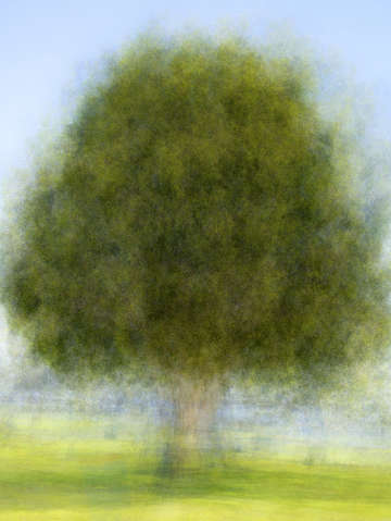 Tree in the park