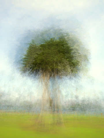 Pine tree